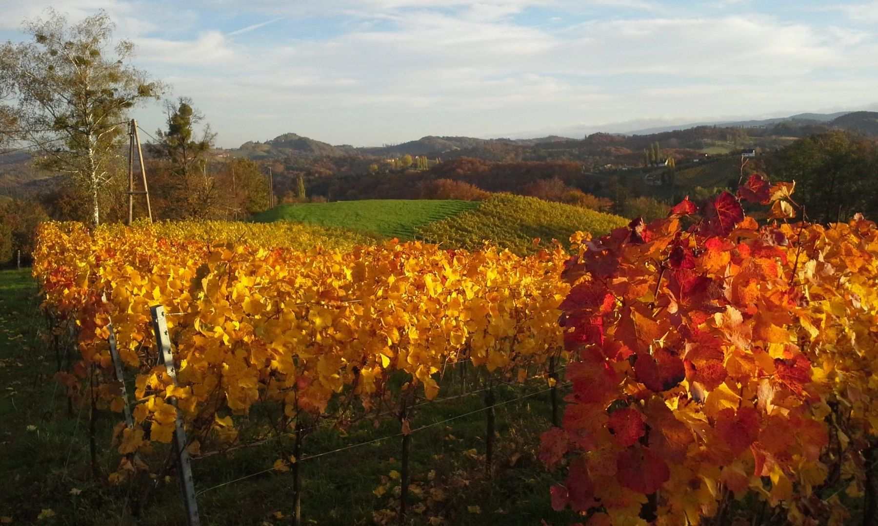 Blick auf den Weingarten